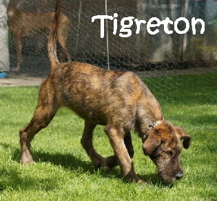 Tigreton_DSC08451_mN