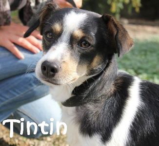 Tintin_IMG_6893_mN