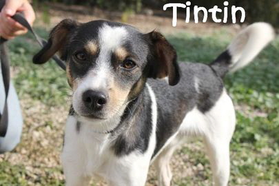 Tintin_IMG_6897_mN