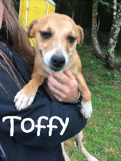 Toffy-1_mN