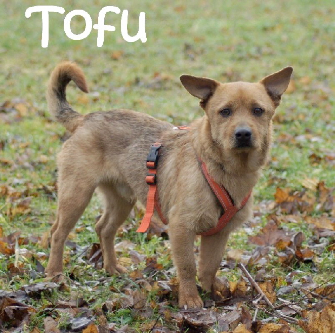Tofu_DSC01168_mN