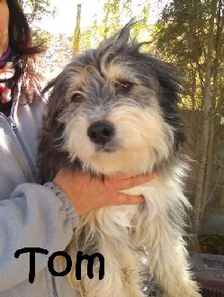 Tom_perro10_mN