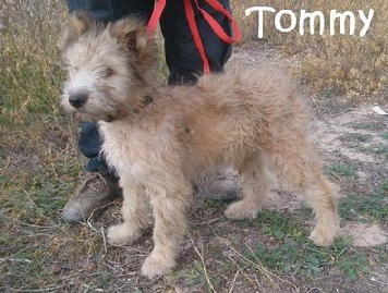 Tommy_20160103102150_mN