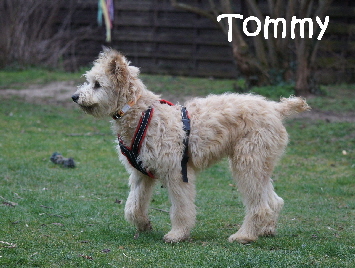 Tommy_DSC00883_mN