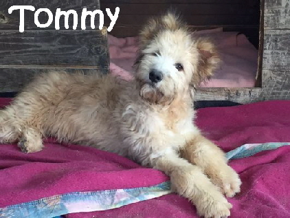 Tommy_IMG-20160211-WA008_mN