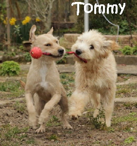 Tommy_IMG_5051_900x600_mN