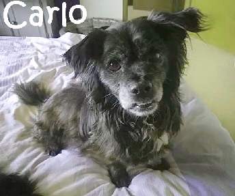 Toots-Carlo_38084931_1852545841498305_2077579670823370752_n_mN