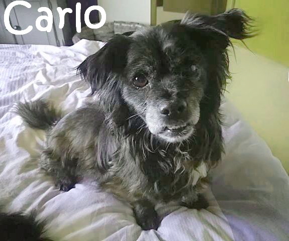 Toots-Carlo_38084931_1852545841498305_2077579670823370752_n_mN