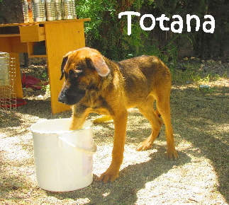 Totana_IMG_0531