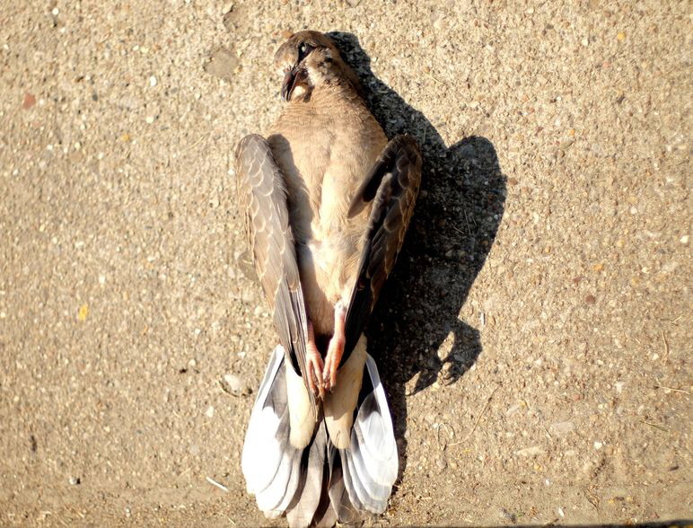 Tote-Taube-952516_1280 Tote-Taube-952516_1280