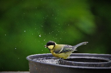 Traenke-great-tit-5271887_1280 Traenke-great-tit-5271887_1280