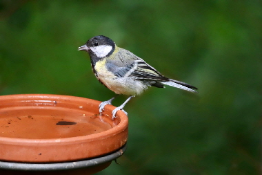 Traenke-great-tit-8135056_1280