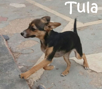 Tula_IMG-20170909-WA0002_mN