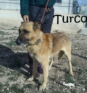 Turco_10e4e2d6-318a-46cb-980c-7a1d93a451bd_mN