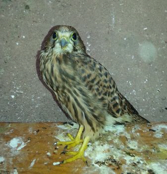 Turmfalke_20150708_180142