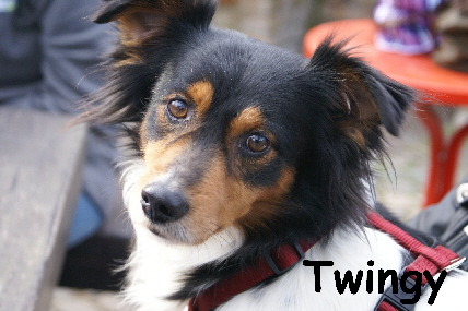 Twingy_DSC00020_mN