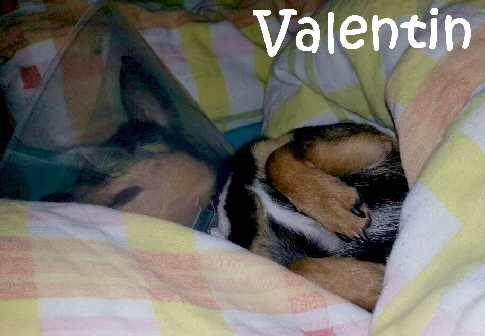 Valentin_IMG-20180215-WA0015_mN