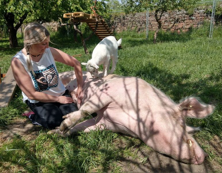 Vanessas_Schwein_IMAG0662