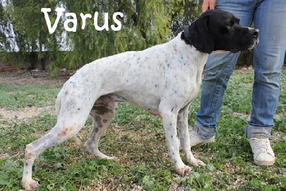 Varus_IMG_6540