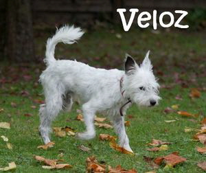 Veloz_DSC09811_mN