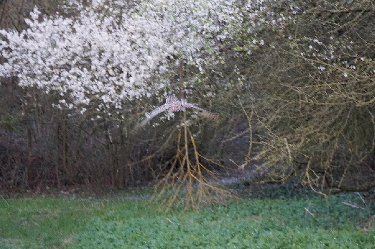 Waldohreule_Woerrstadt_DSC08322
