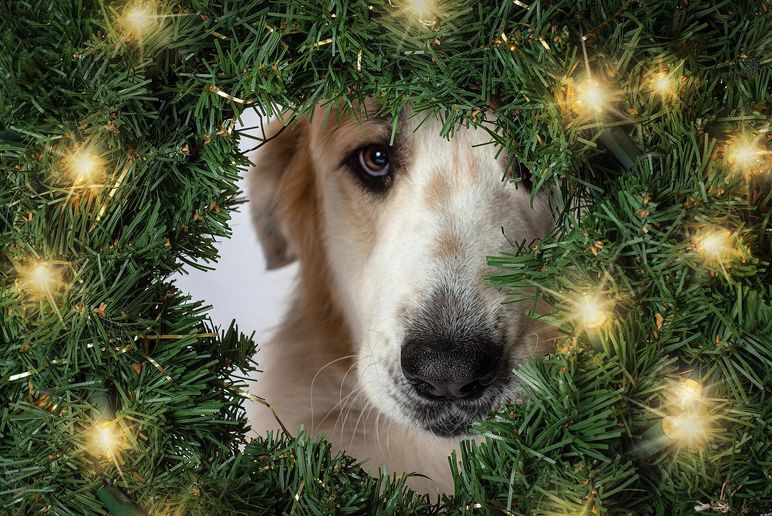 Weihnachten_dog-g064237bde_1280
