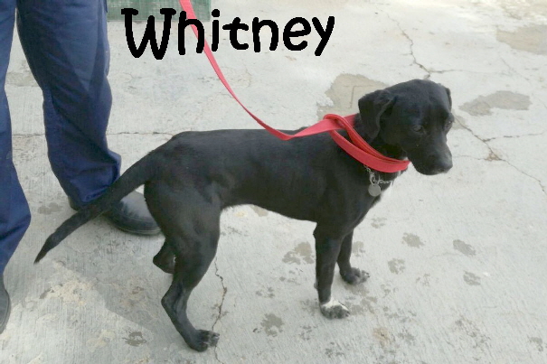 Whitney_IMG-20180205-WA0026_mN