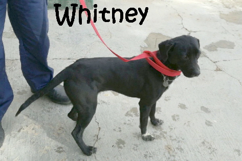 Whitney_IMG-20180205-WA0026_mN