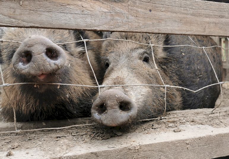 Wildschweine_Thomas_IMG_20210406_120110