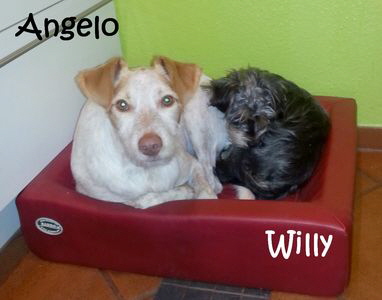 Willy+Angelo_20151204_202439_mN