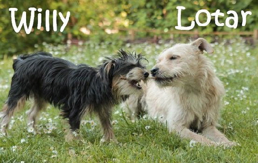 Willy+Lotar_06_mN