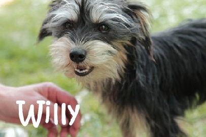 Willy_02_mN