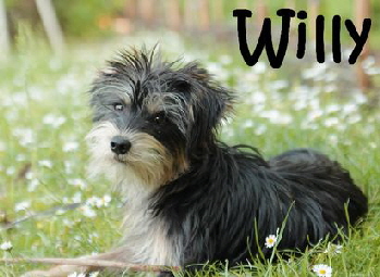 Willy_04_mN