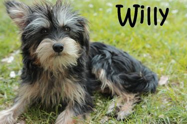 Willy_05__mN
