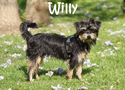 Willy_DSC08352_mN