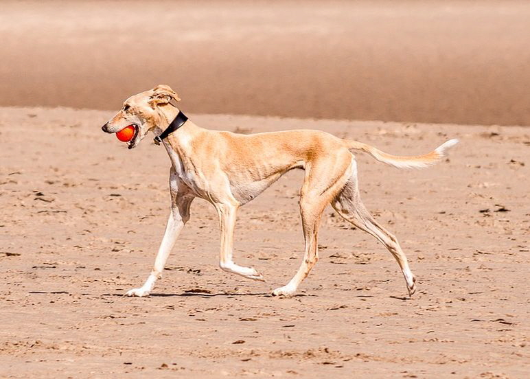 Windhund_4166547_1280