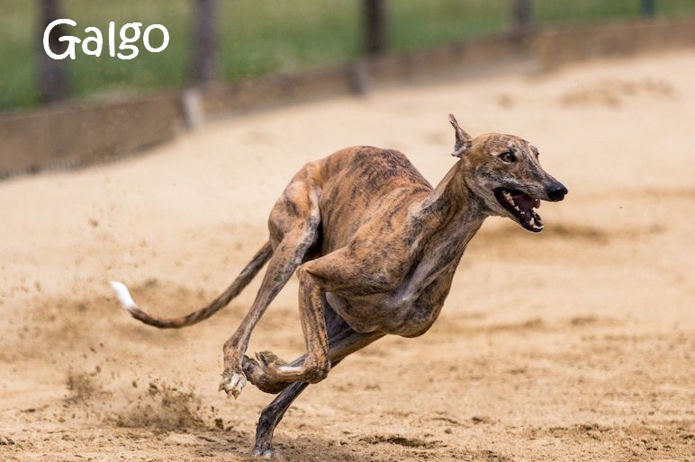 Windhund_5373255_1280