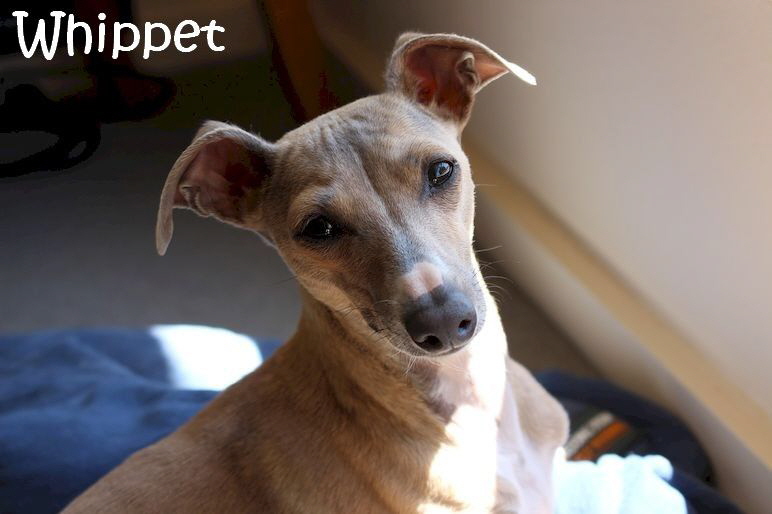 Windhund_dog-2636368_1280