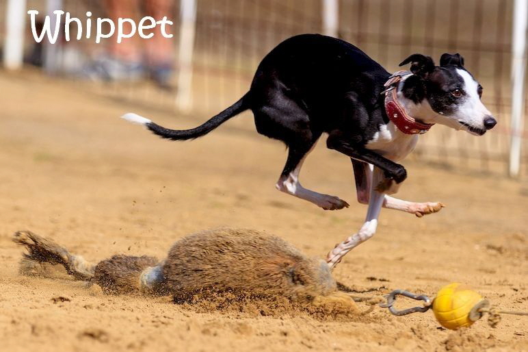 Windhund_dog-3682138_1280