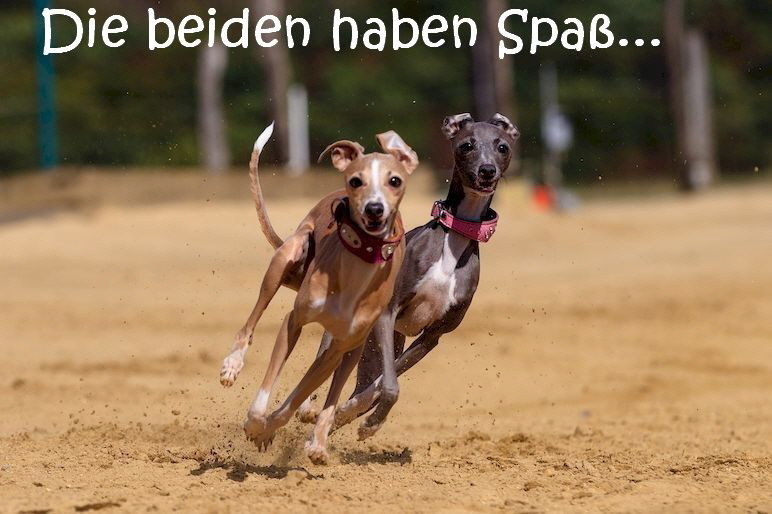 Windhund_dog-3682147_1280