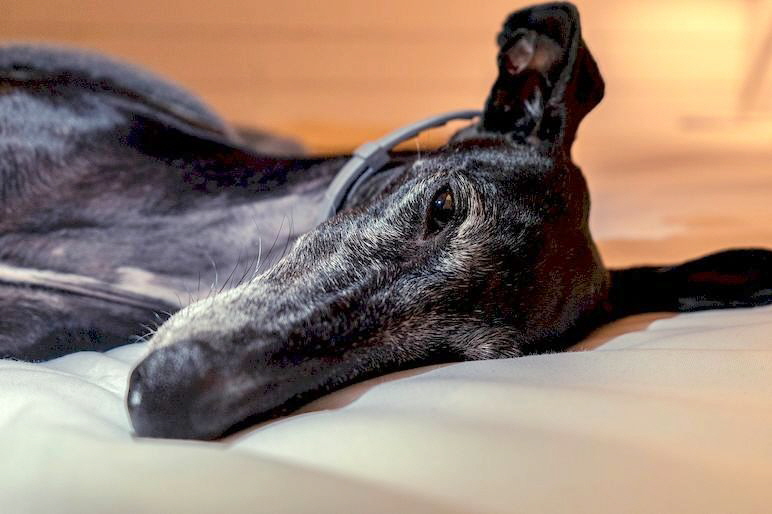 Windhund_dog-4853398_1280