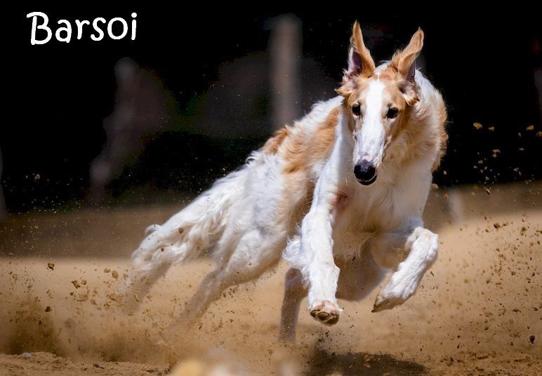 Windhund_dog-5442450_1280