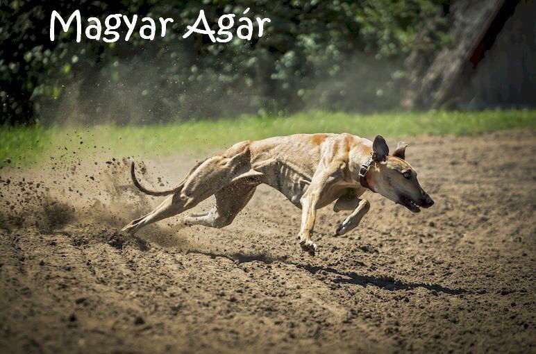 Windhund_dog-859394_1280