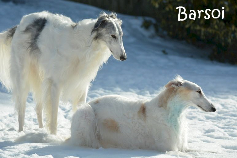 Windhund_dogs-4033282_1280