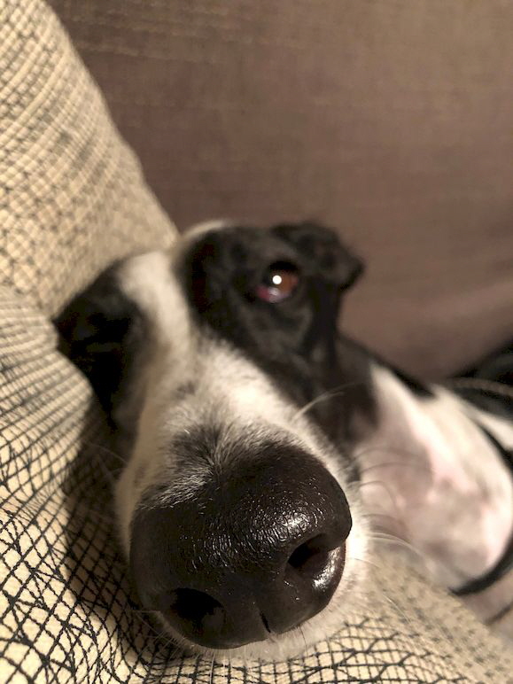 Windhund_greyhound-3758934_1280