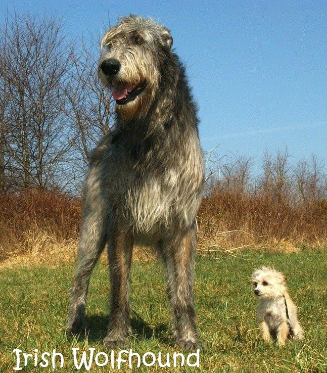 Windhund_irish-wolfhound-85578_1280