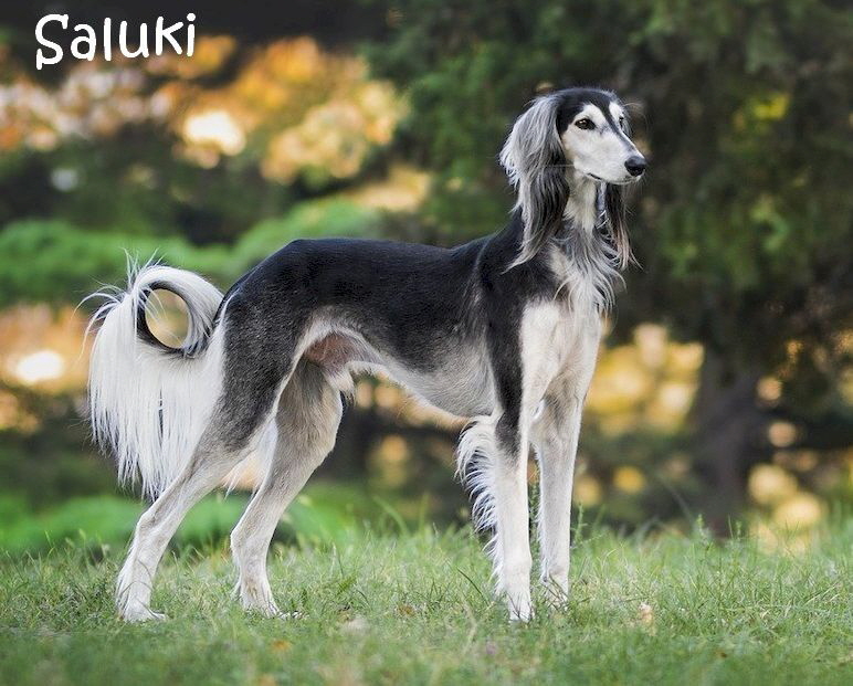 Windhund_nature-3047194_1280