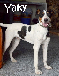 Yaki_DSC_0635_mN