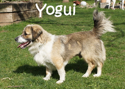 Yogui_DSC05983_mN