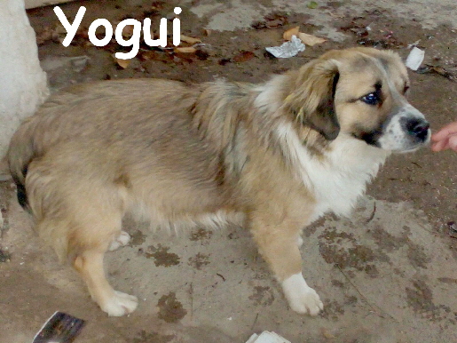 Yogui_IMG-20170207-WA0038_mN